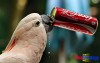 Coca Cola từ khởi điểm bán 9 ly một ngày đến ông trùm ngành giải khát