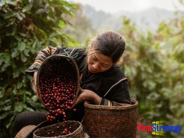 Hanh trinh Ca phe Viet Nam