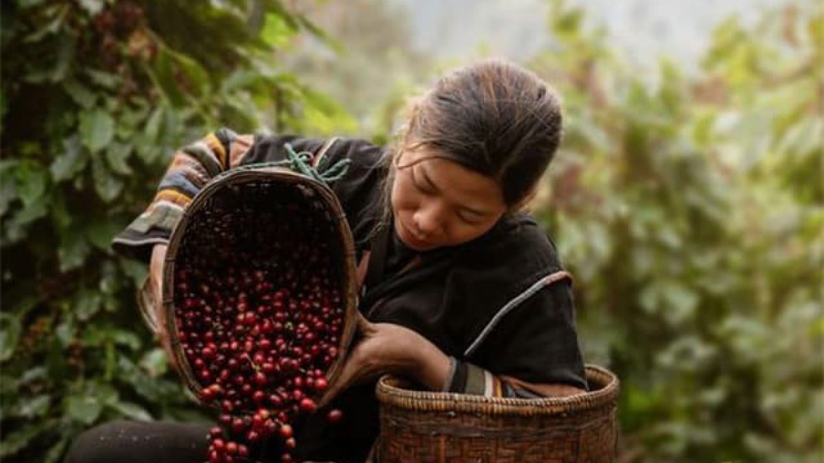 Hanh trinh Ca phe Viet Nam