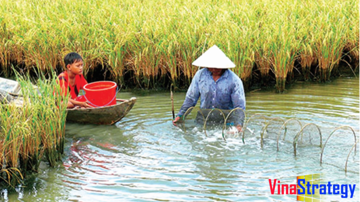 Thúc đẩy dòng chảy “tín dụng xanh” vùng Đồng bằng sông Cửu Long